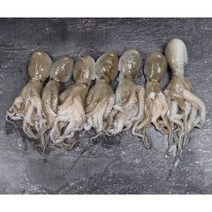 에바다 제철맞은 쫀득쫀득 서해안 서천어부 쭈꾸미 1kg, 1개