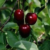 체리나무/옥타비아/접목1년(왜성대목)/묘목/kk1558