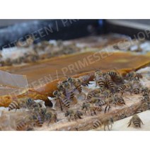 꿀벌사료 화분떡 벌먹이 양봉 자재 양봉용품 꿀벌 농가 양봉 도구 벌식 벌 사료, 150g X 1팩