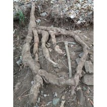 없음 지리산 엄천골 게르마늄 숙성칡즙, 1개, 1박스(50포)