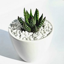 그리너리농장 다육이 선인장 20종 하얀색 화분에 담은 식물, 월동자, 1개
