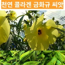 2022년 채종 금화규씨앗 골드히비스커스 씨앗, 금화규씨앗(100립)