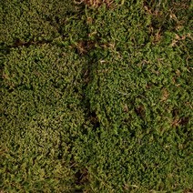 생이끼 손바닥크기 (비바리움 팔루다리움 테라리움), 1개