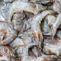 신안 산지직송 최상품 흰다리새우 대하, 1개, 1kg