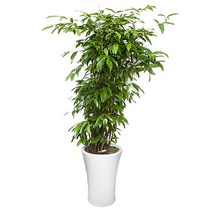 골드세피아2 ej1 개업 집들이 축하 선물 거실 인테리