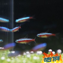 카디날 테트라 []