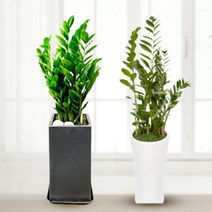 [심고거둠] 금전수 개업 축하 화분, 중형 흰사기분 (80cm 내외)