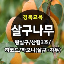 [경북농원] 살구나무 접목묘 특묘 (왕살구/산형3호/하코드/신사대실), 산형3호 접목  상묘