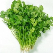 금성 중국식품 싱싱한고수 고수나물 100g, 1개