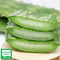 권도영알로에 식용 생알로에 사포나리아 1kg 유기농 생잎, 3kg내외, 1봉