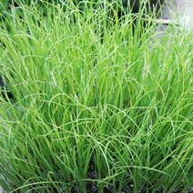 갑조네 대파 모종 트레이 대파키우기 텃밭 개별배송, 대파트레이100구(90~100개) 개별배송, 1개