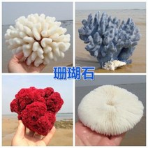 철갑상어키우기 구피암컷 베타암컷 천연 산호 화초 돌패각 소라껍데기 조경 가구 장식, 01 산호 1011센티