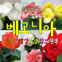 허브여울 장미베고니아 5종 지름 10cm 소품화분, 빨강(다홍)