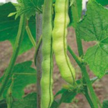 적색 난쟁이 강남콩 채소 씨앗 껍질 종자 콩 30g _ 2023895EA, 쿠팡 본상품선택