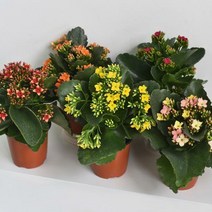 칼랑코에 카랑코에 가랑코에 식물 소형 모종 공기정화식물 생화 칼란코에 다육식물 꽃모종, 오렌지