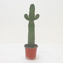 [만세선인장 (소)] 핑크아악무 은행목 밍크 피쉬본 꽃기린 연필 사랑목 게발 파인애플, 만세선인장