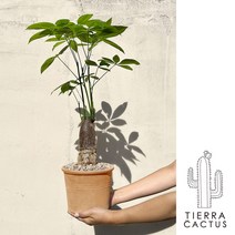 공기정화 식물 1위 중형 파키라 - 화분 2type, 이태리 베이지 납작 링토분(받침포함)