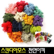 [아트랄라]스칸디아모스(택1)천연이끼식물공기정화탈취효과, 어텀(30g)