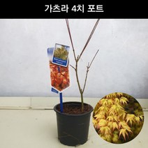 단풍나무 가츠라 4치포트 조경수 관상수 정원수 공원수 묘목 화분