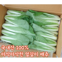 [국내산/국산] 아삭아삭한 얼갈이 배추 2kg 4kg 얼갈이배추 쌈채소 겉절이 무침 김치 된장국 햇배추 단배추 얼갈이무침 얼갈이김치 얼갈이겉절이 얼갈이된장국 반찬