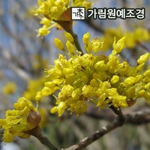 산수유나무 산수유 묘목 유실수 가림원예조경, 산수유나무 R3cm 개화주분묘, 1개