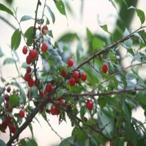 이스라지 3년생 H06~08 산앵두, 상품선택