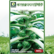 애기방울다다기 양배추 씨앗 미니 방울 양배추 씨 종자 500립