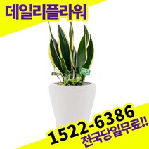 산세베리아 개업축하화분배달 개업식 개업선물 식당 카페 개원 집들이 승진 취임 부임 영전 전국당일 실내관엽식물 배송