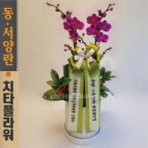 치타플라워 서양란 미니 호접 만천홍 [p04-0504] 승진 축하 개업 결혼 기념일 화분 서양난 동양난 동양란 전국 당일 배송