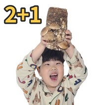 일급수페셜 집에서 표고버섯 키우기 키트, 표고버섯 키트 1개