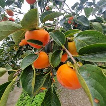 착한가격 나무생각 / 감나무 / 대봉 / 접목2년 / 결실주, 주