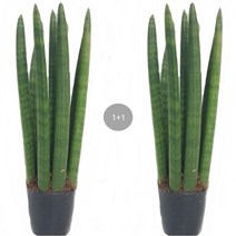 트리앤 1+1 스투키, 04. 1+1 일자형 25cm 1개