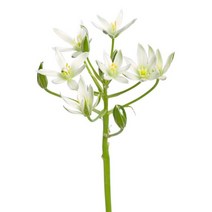 유홍아트 오니소갈룸 No1 플라워 인테리어 식물 액자 10호(53x41cm) (5661577), 캔버스액자(옆면검정)