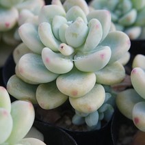 러브코리아 라울 키우기 물이 들면 예뻐지는 다육식물327 랜덤, 단품, 1개