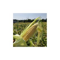 프리미엄 제주 초당옥수수-20개 (무료배송), 20개