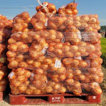 (동이농산)22년 국산 창녕 햇 양파 15kg~19kg, 짱아찌탁구공크기), 15kg