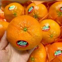 제주도 제주 레드향 5kg 선물용 대과레드향 만감류 과일 선물용 과일선물 제주레드향 제주도레드향 선물, 본상품