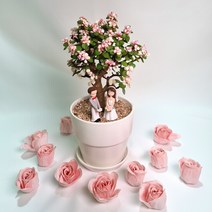 사랑무 핑크아악무 다육이 실내공기정화식물 은행목 식물만 & 화분 set - 개업선물 집들이 생일 인테리어, 9. 스트라이프 화분(화분받침 포함)