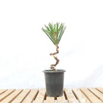 미니 소나무 S자 해송 곰솔 흑송 분재 석부작 목부작 분경 테라리움 키우기