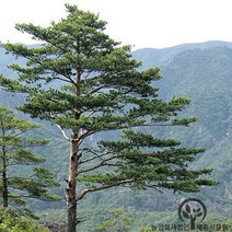 ﻿ 세종식물원 - 적송 소나무 21cm화분, 적송 21cm 화분