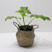 호프셀렘(소) 관엽식물 인테리어 습도조절