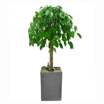 샬롬플라워 킹벤자민 -시멘트분, 1개