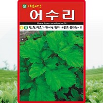 어수리 씨앗 어수리 씨 토종 약초 종자 50립, 단품