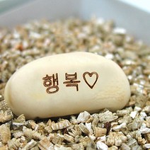 키우기쉬운식물 미니 화분 메시지콩 씨앗 세트, 본상품선택