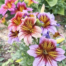 [모야모 꽃씨] 벨벳트럼펫(살피글로시스) 30립 씨앗