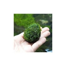 프리미엄모스 스톤 (지름 약4cm) -모스활착 음성수초