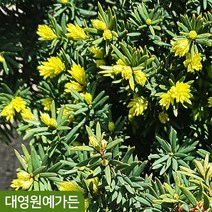 황금주목 정원수 주목나무 황금색, 황금주목 5치포트, 1개