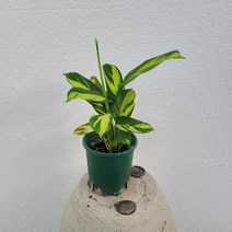실내공기정화식물 희귀식물 크테난테 루베르시아나 모자이크 15-25cm 79