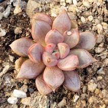 꽃다리 홍포도 67 다육식물 다육이 아이만배송