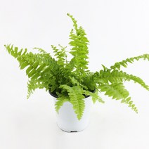 갑조네 공기정화식물 생화 화분 인테리어 식물 미세먼지제거 먼지정화, 보스턴 고사리(소품), 1개